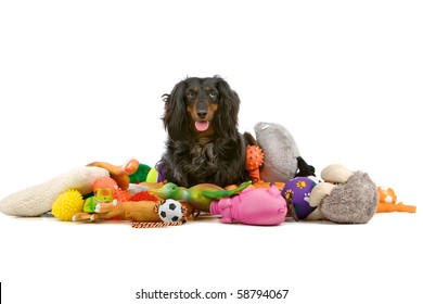 old dachshund sitting on a pile of toys