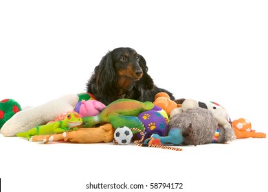 Old Dachshund Sitting On A Pile Of Toys