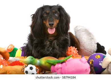 Old Dachshund Sitting On A Pile Of Toys