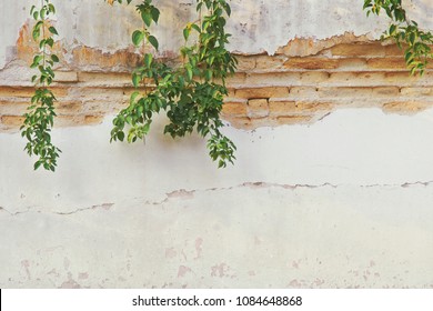 Old Damaged Brick Plaster Wall With Hanging Creeping Plants