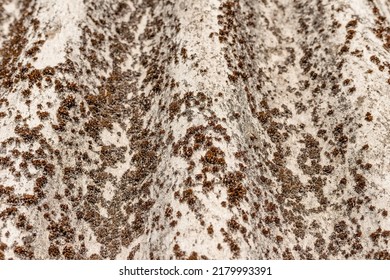 Old Dangerous Asbestos Roof. Asbestos Dust In The Environment. Health Problems.closeup.