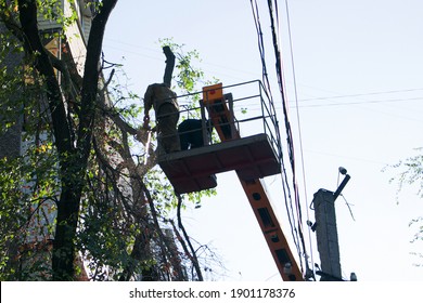 Old Dangerous Trees Are Being Removed In Cities. The Process Of Sawing A Tree Trunk. A Worker Of A City Municipal Utility Chainsaw Cuts An Old Tall Tree