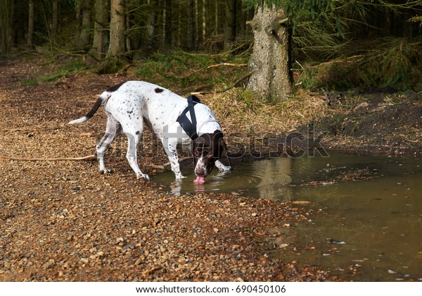old danish pointer dog