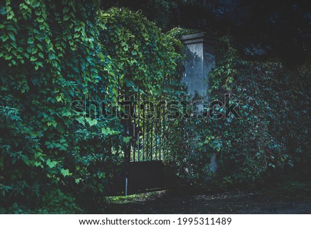 Old dark entrance gate to the mysterious garden or park. Overgrown green climbing plant (vine) on the fence - moonlight glow.