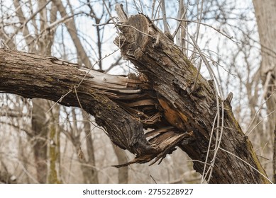 old dead fallen tree. broken tree in the forest. storm aftermath