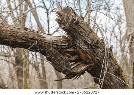 old dead fallen tree. broken tree in the forest. storm aftermath