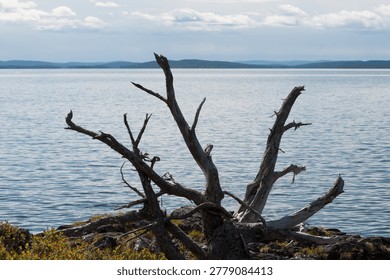 Old, dead and fallen tree roots on shore of an island in the lake Inari wilderness in Lapland, Finland in summer