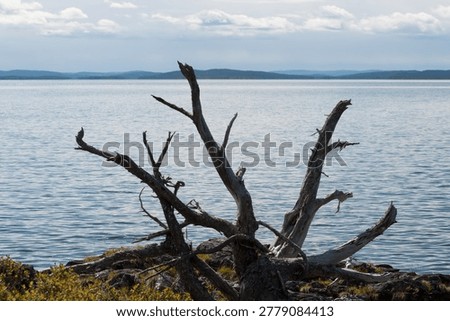 Old, dead and fallen tree roots on shore of an island in the lake Inari wilderness in Lapland, Finland in summer