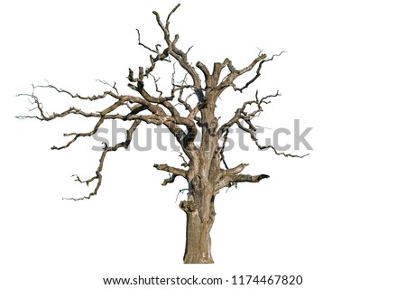 An old dead oak tree is isolated on a white background. Isolate the giant dead oak trees. Dead hollow oak tree isolated on white background