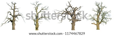 An old dead oak tree is isolated on a white background. Isolate the giant dead oak trees. Dead hollow oak tree isolated on white background