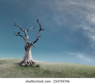 Old Dead Tree Stock Photo 214754746 Shutterstock   Old Dead Tree 260nw 214754746 