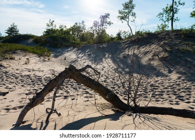 Old Dead Tree On The Sand Dune In Sandbanks Ontario