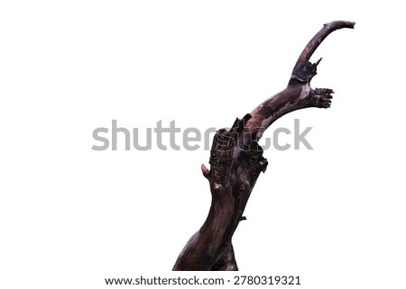 Old Dead tree stump isolated on white background. This has clipping path.