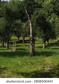 Old dead tree trunk contrasting with lush green grass and thriving fruit trees in a sunny orchard landscape