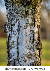 Old and dead tree in winter