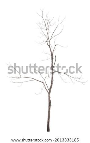 Old dead trees that do not have separate black-brown leaves on a white background. with clipping path
