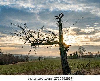 Old and dead trees in winter