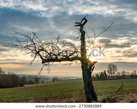 Old and dead trees in winter