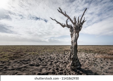 Old  Dead Twisted Tree Remains On Stark Empty Endless Flat Landscape.