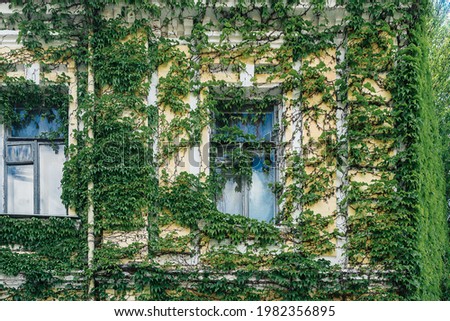 An old decaying house overgrown with ivy. The backdrop of wildlife taking over architecture.