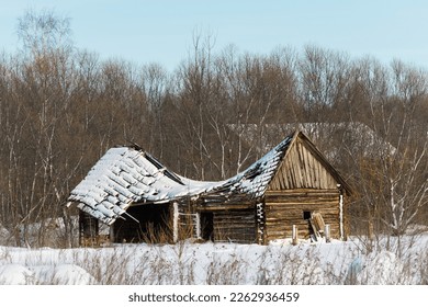 An old decrepit ruined log house with a broken snow-covered roof among thickets of bushes and grass in winter
