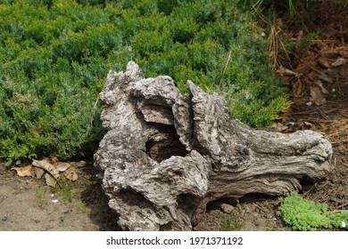 An Old Decrepit Stump With A Green Juniper Growing Against It