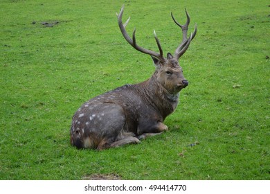 Old deer with beautiful horns sitting on the grass. - Shutterstock ID 494414770