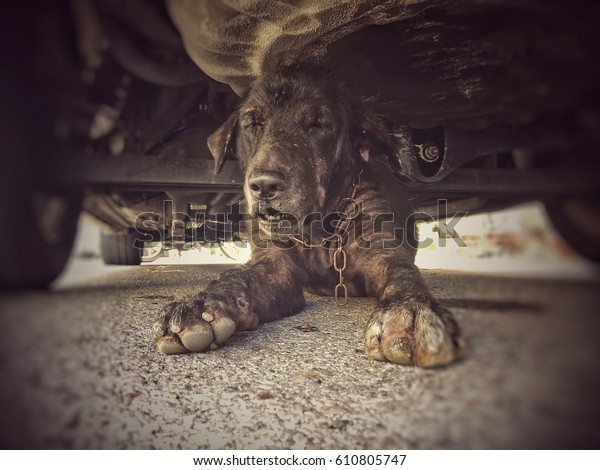 The old dirty black dog is sitting under car.in\
vintage warm tone.