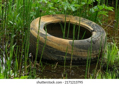 An old dirty discarded car tire lies in a swamp among swamp plants