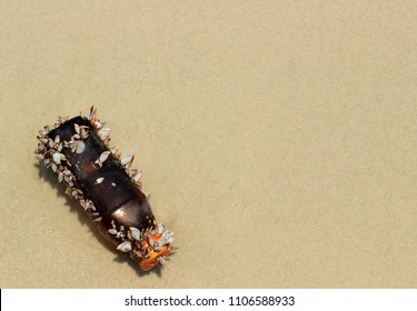 Old Dirty Glass Bottle Overgrown With Seashells On A Sandy Beach After Storm. Technogenic Pollution Of The World Ocean Waters. Background With Copy Space Of An Global Catastrophic Risk