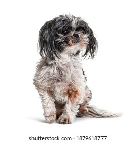 Old, Dirty And Shaggy Shih Tzu Dog, Isolated