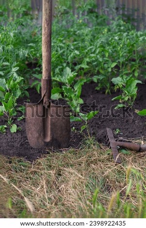 Old dirty shovel stuck in the ground on the garden bed. Gardening tool and equipment. Concept of a garden work at summer or spring. Front view