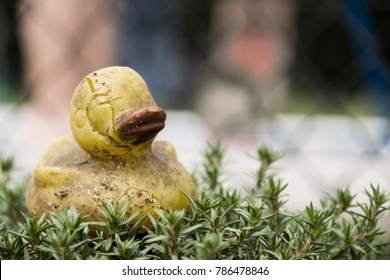 Old, Dirty, Yellow Rubber Duck On Green Plant. Background Is An Out Of Focus Fence And People.