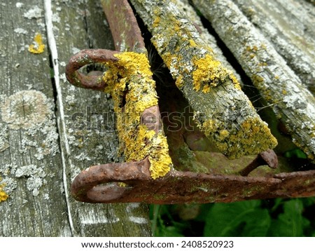 An old, disused and decaying tractor trailer in Lincolnshire, UK.  Rotten wood beams warped and bent away from the rusted metal framework.  Yellow and orange lichen growing.  August 2008.