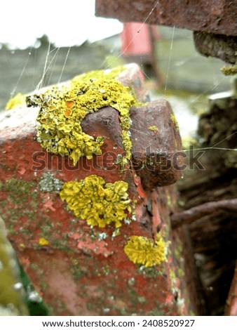 An old, disused and decaying tractor trailer in Lincolnshire, UK.  Faded paintwork, rusted metal and bolt, with green and yellow lichen growing.  August 2008.