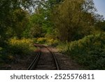 Old disused, rusty railway tracks running through the forest.