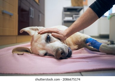 Old Dog In Animal Hospital. Pet Owner Stroking His Sick Labrador Retriever Aftrer Surgery.
