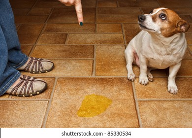 Old Dog Being Scolded Beside It's Urine On The Floor