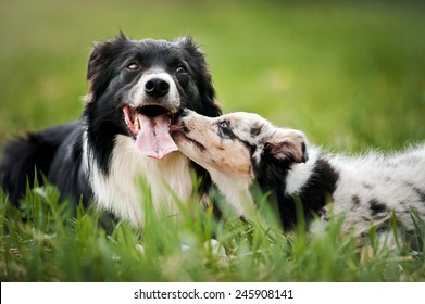 Old dog border collie and puppy playing in the summer