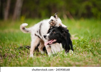 Old Dog Border Collie And Puppy Playing In The Summer