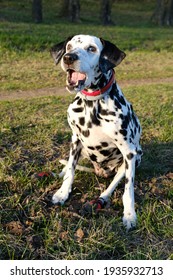 Old Dog Of Breed Dalmatian Sitting