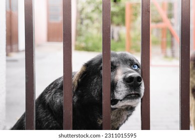 Old dog by fence in summer - Shutterstock ID 2311015595