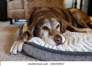 Old Dog Comfortable On Dog Bed