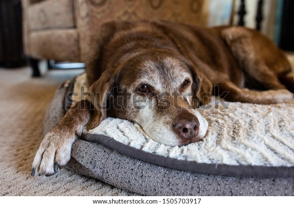 Old dog comfortable on dog\
bed