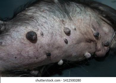 Old Dog With Cushing Syndrome And Lumps And Bumps