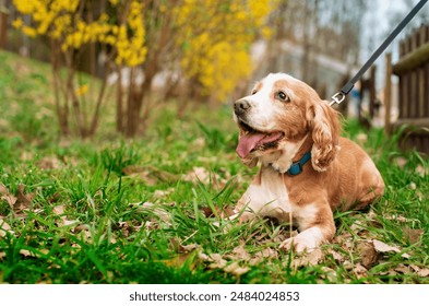 An old dog of the English cocker spaniel breed lies in the green grass on the background of the park. The dog has an open mouth. Tired and resting. The photo is horizontal and blurry - Powered by Shutterstock