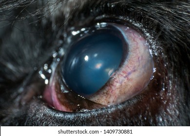 Old Dog Eye With Cataracts