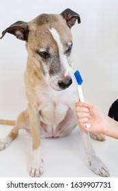 Old Dog Looking Confused At A Toothbrush, Not Sure About Brushing Teeth