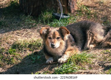 Old Dog Is Lying On The Grass