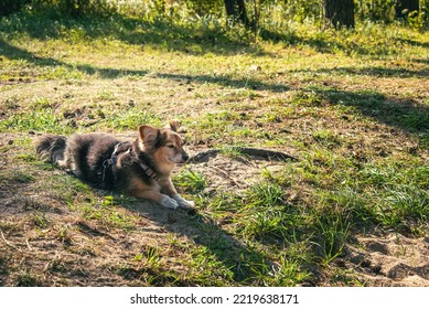 Old Dog Is Lying On The Grass